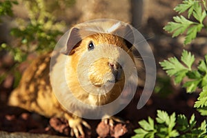 Guinea pig