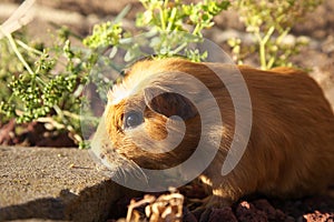 Guinea pig