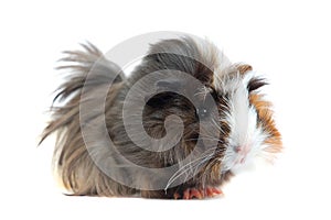 Guinea pig