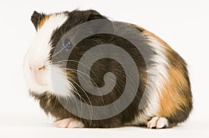 Guinea pig photo