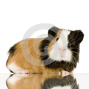 Guinea pig