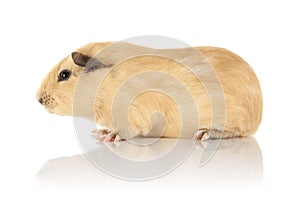 Guinea Pig