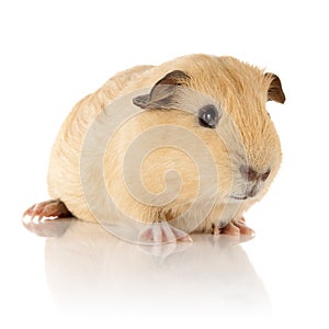 Guinea Pig