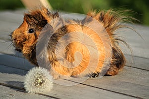 Guinea pig