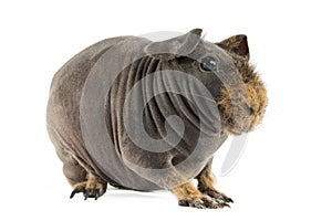 Guinea Pig