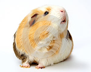 Guinea Pig