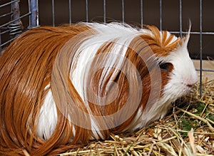 Guinea pig