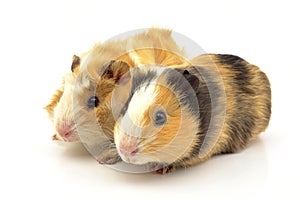 guinea pig