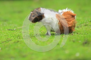 Guinea pig