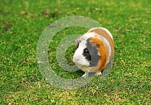 Guinea pig