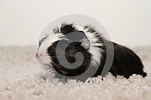 Guinea pig