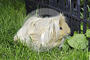 Guinea pig