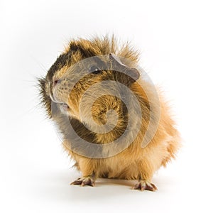 Guinea pig photo