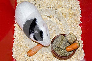 Guinea pig