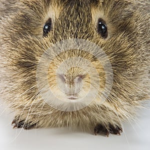 Guinea pig