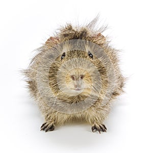 Guinea pig