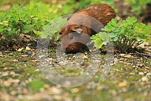 Guinea pig