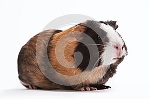 Guinea pig