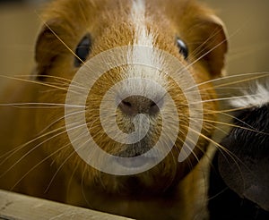 Guinea pig