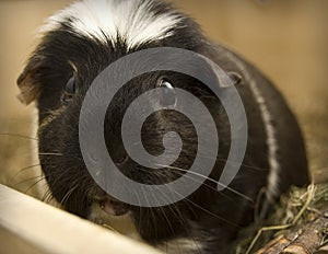 Guinea pig