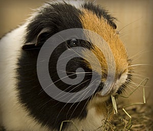 Guinea pig