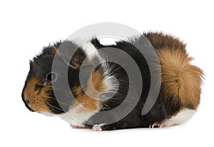 Guinea Pig