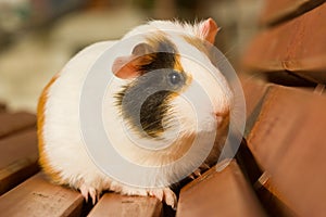 Guinea pig