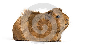 Guinea Pig, 6 months old, in front of white background