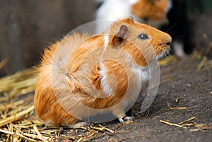 Guinea pig