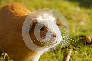 Guinea pig