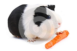 Guinea pig