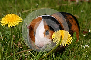 Guinea pig photo