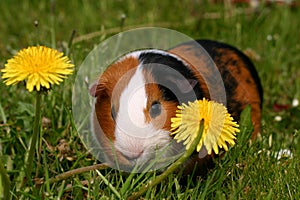 Guinea pig