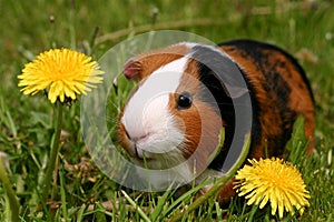 Guinea pig photo