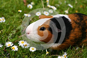 Guinea pig