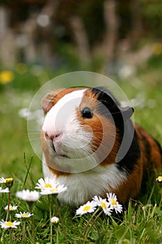 Guinea pig photo