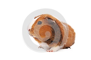 Guinea pig photo