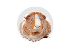 Guinea pig
