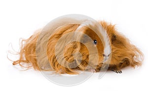 Guinea pig