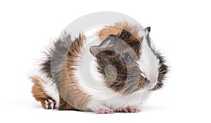 Guinea pig against white background