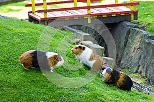 Guinea pig animal fauna pet zoo nice friendship