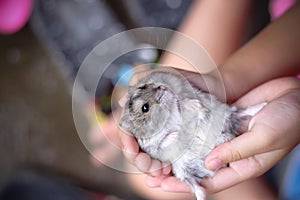 Guinea pig baby cavia porcellus  looking in asian child girl palm hands , cute pet  and owner on background