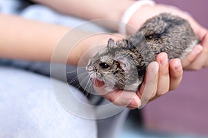 Guinea pig baby cavia porcellus  looking in asian child girl palm hands , cute pet  and owner on background