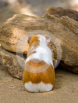 Guinea Pig with Back Turned