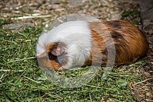 Guinea pig basks in the meadow
