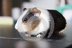 Guinea pig on black desk