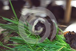 Guinea pig black and white, eating grass.