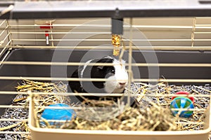 Guinea-pig black and white in its cage, little cute pet close-up with toys, food and straw