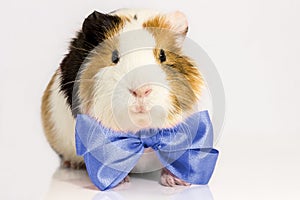 Guinea pig with a blue tie.