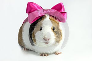 Guinea pig with a bow .